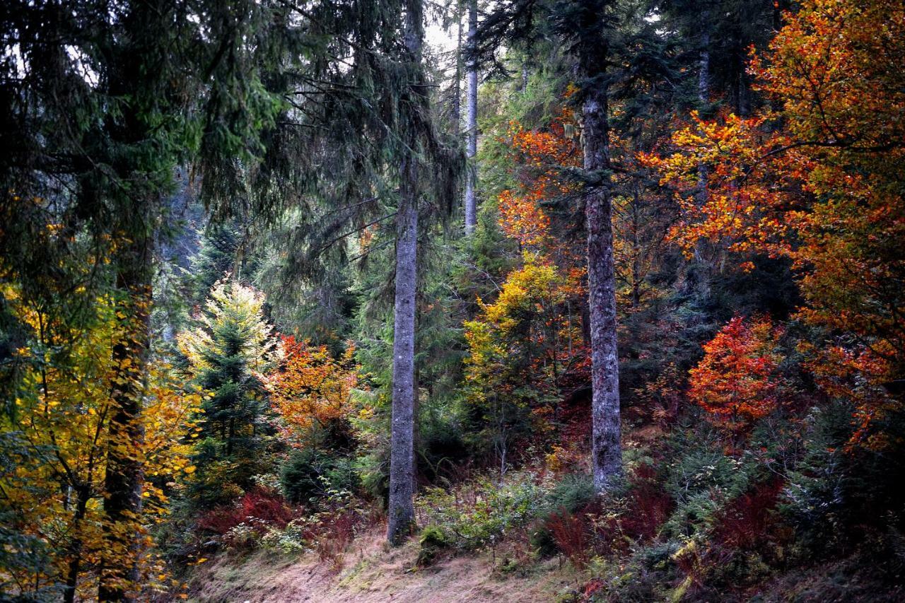 C1 Albmatte-Fewo Sauna, Hallenbad Aussenbecken Massagen Nebenan Menzenschwand Exterior foto
